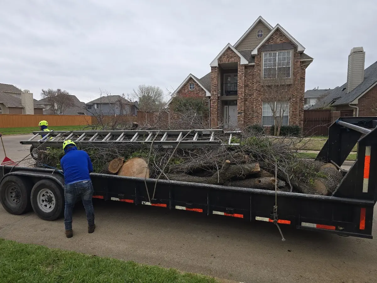 Expert Tree Pest Control with proper safety equipment in Stafford
